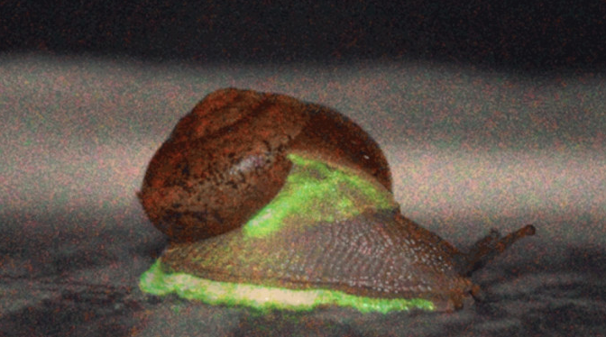 日本科學家發現5種「發光蝸牛」80年來首見 料因一原因發光