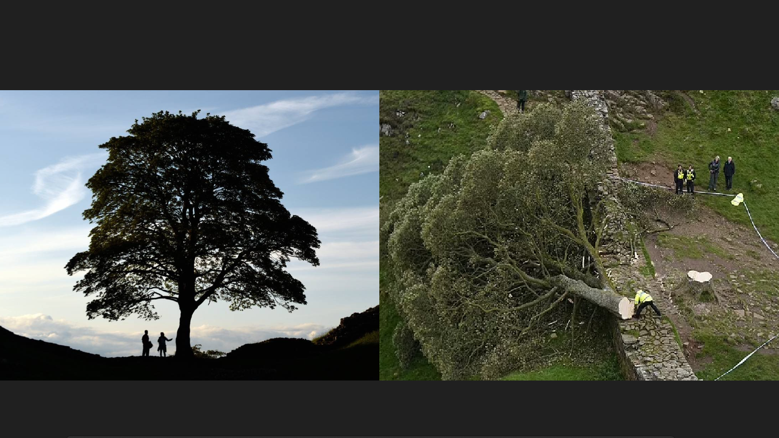 曾登大銀幕 英300年古樹「羅賓漢樹」遭惡意砍下 警追緝兇手