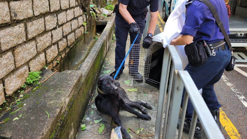 葵涌石籬邨塌護土牆擊中唐狗，愛協：半身癱瘓已安樂死免其痛苦。(香港動物報@FB)
