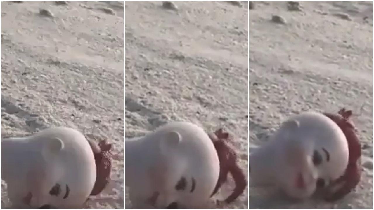 沙灘驚見紅髮公仔頭自己郁，真相令人傷感。(微博)