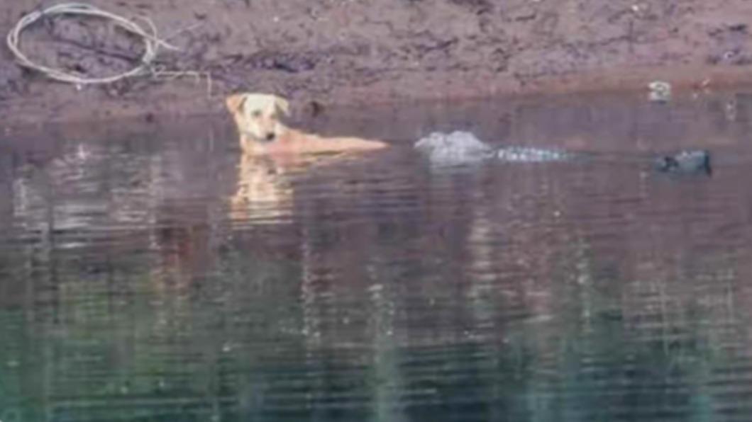 流浪犬被迫跳河，鱷魚不殺還推牠上岸，科學家這樣說。(網上圖片)