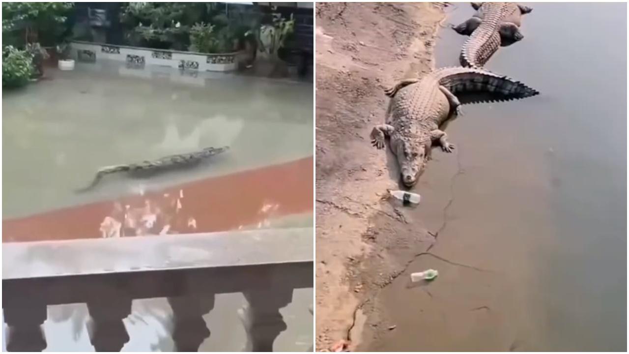 廣東茂名暴雨逾70條重磅鱷魚大街暢泳，市政府籲不要外出。(微博)
