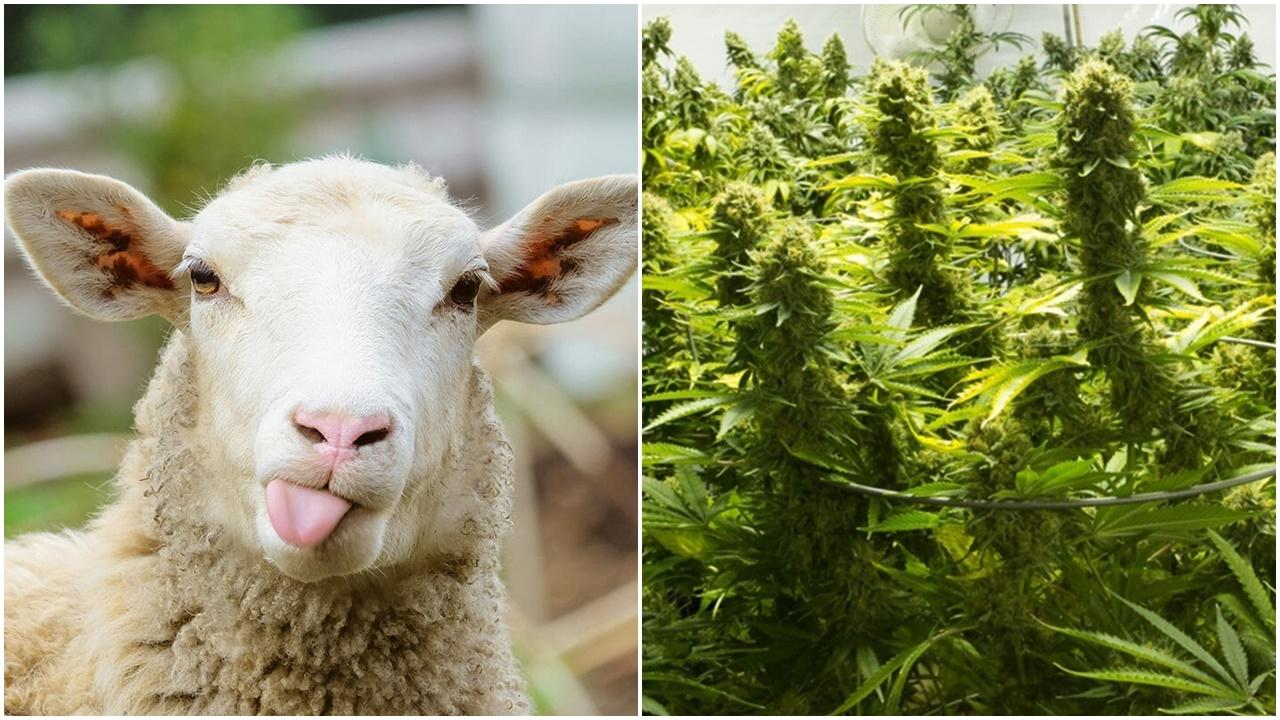 希臘綿羊闖溫室誤食600磅大麻，農夫：跳得比山羊高。(資料圖片)