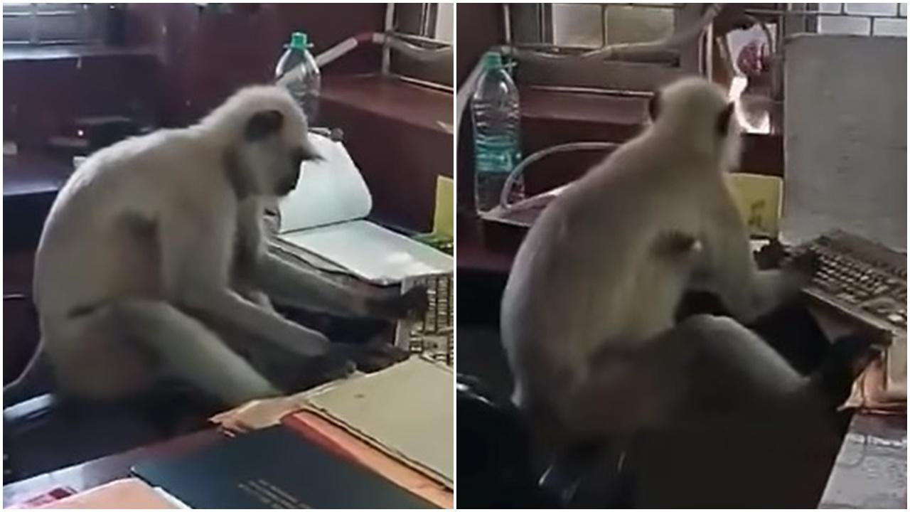 印度馬騮入火車售票處「開工」，半小時收工兼出糧。(FB)