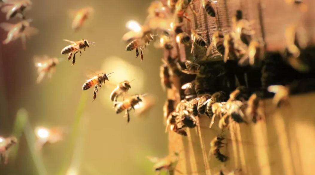 臭氧改變花香氣味，研究：九成蜜蜂找不到花。(網上圖片)