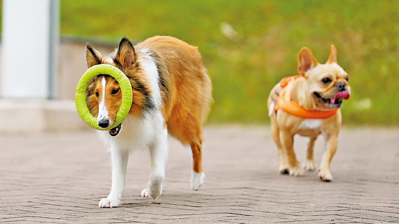 西環升降機夾狗帶 唐狗遭吊起勒斃 專家︰𨋢門未關好前要收緊狗繩