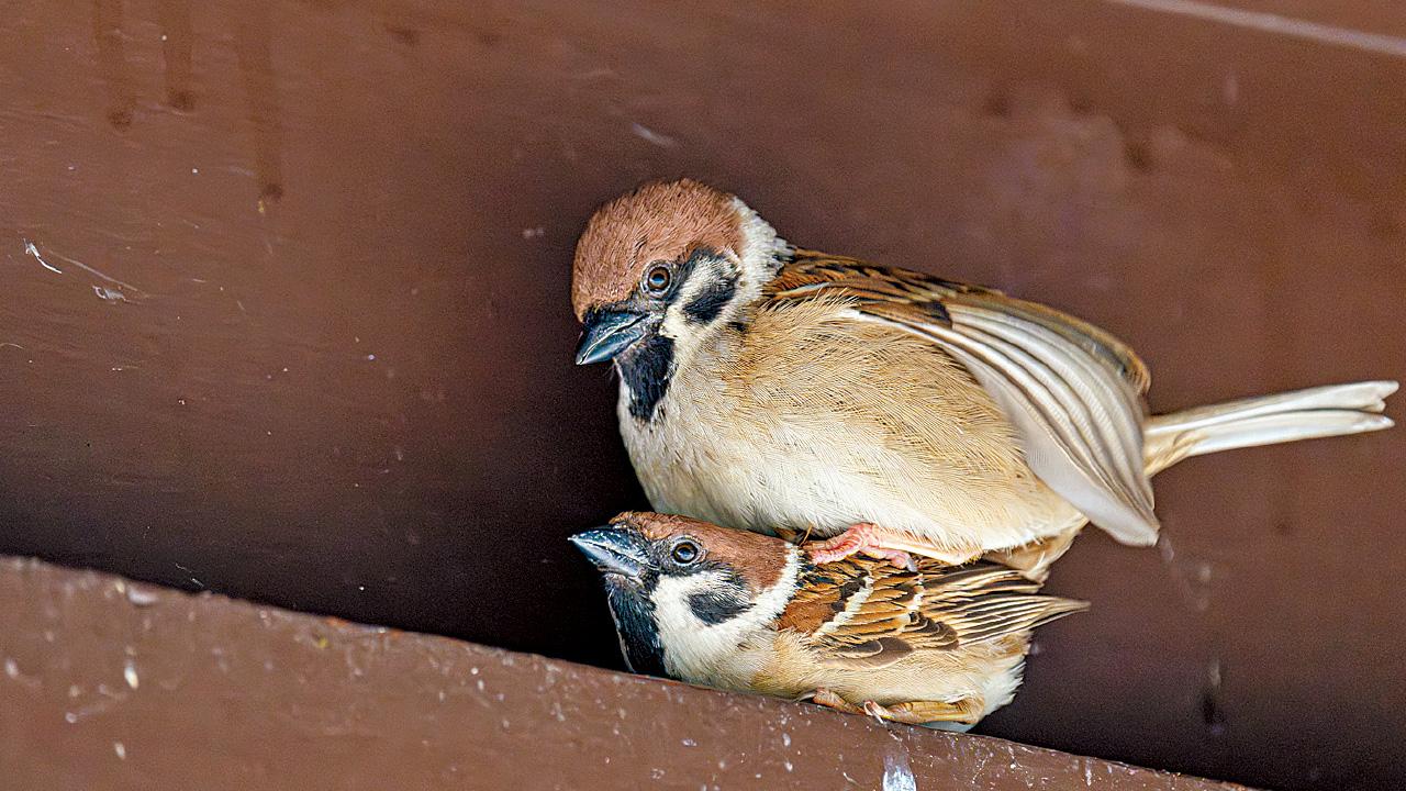 香港市區麻雀數量跌一成至24.3萬 觀鳥會︰或受天氣食物量影響