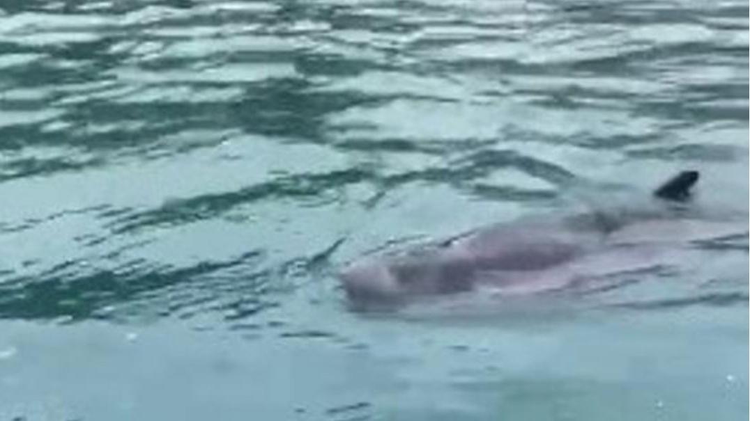 深水灣近日有侏抹香鯨出沒。(網上圖片)