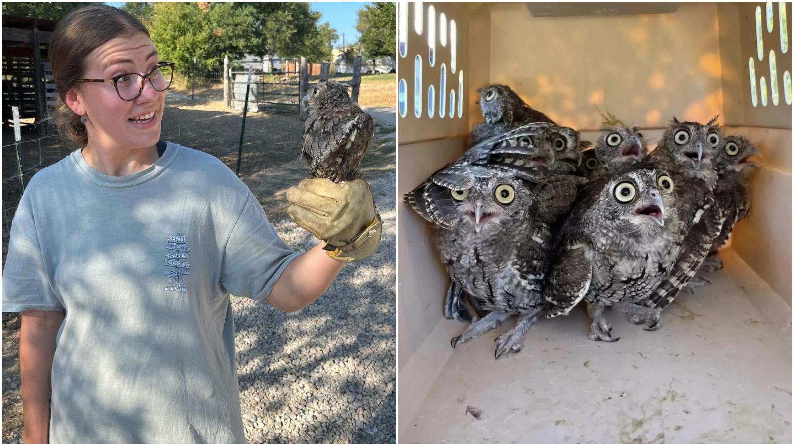 美國人工飼育貓頭鷹準備野放　一見森林新家個個瞪大對眼超可愛