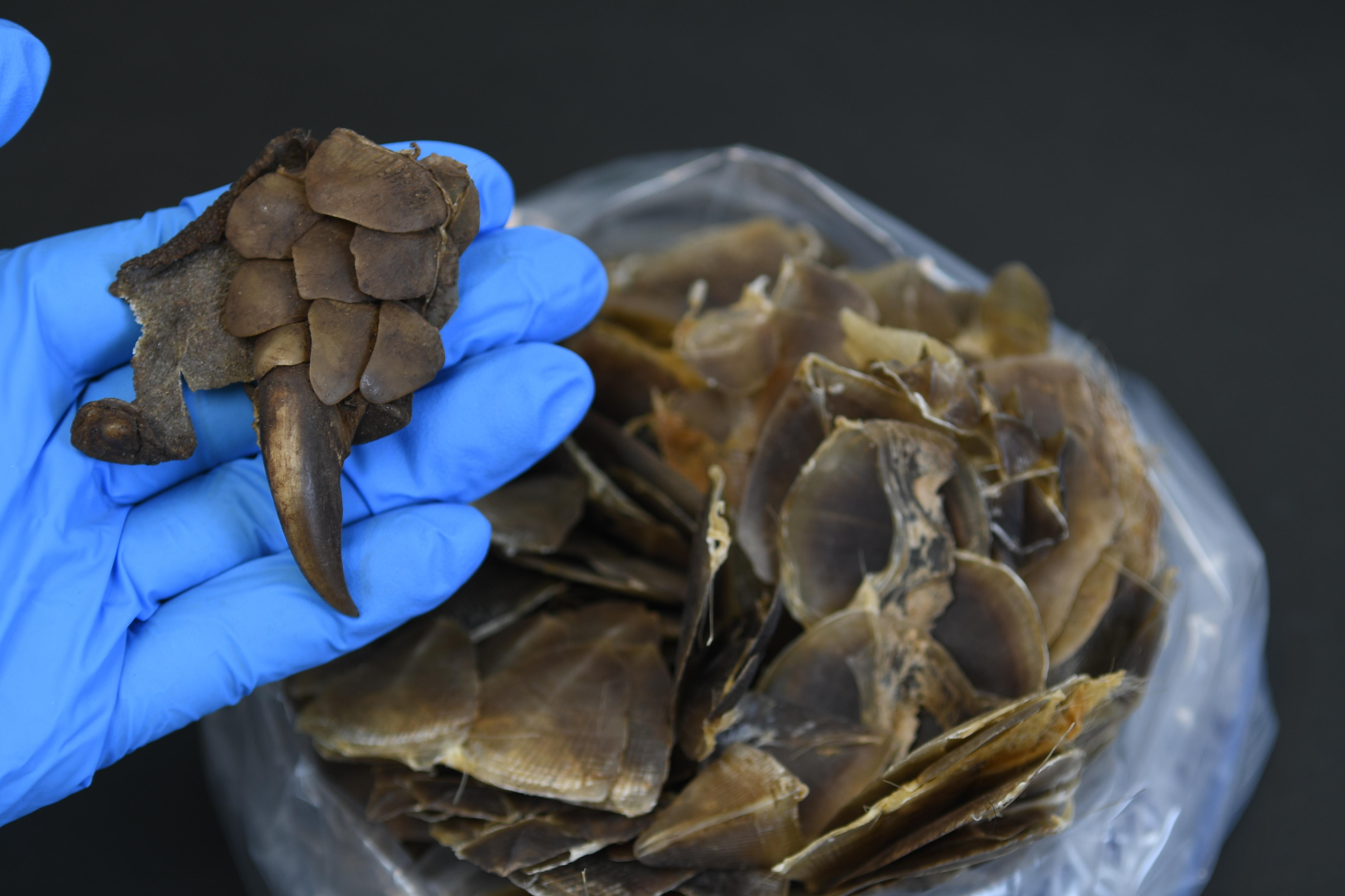 嘉道理農場從香港政府查獲鱗片中發現穿山甲新品種 (香港嘉道理農場暨植物園圖片)