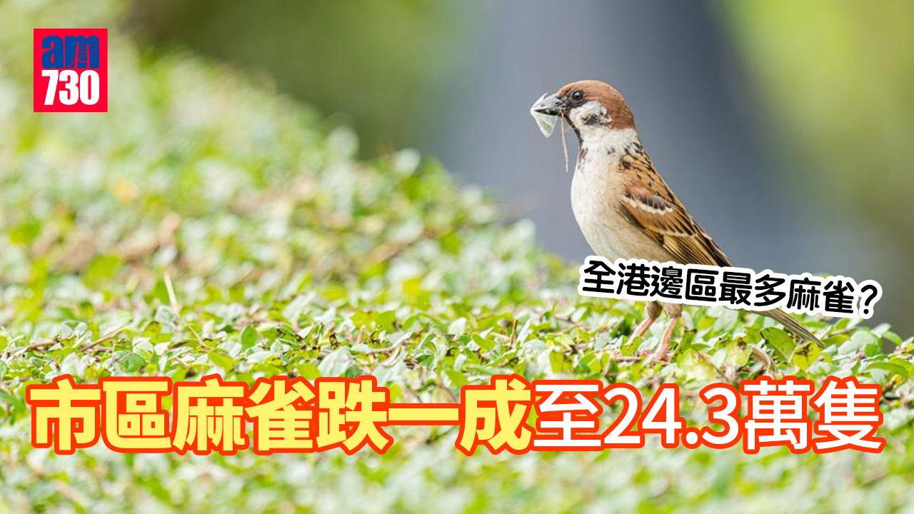 市區麻雀數量微跌至24.3萬　深水埗區仍踞首位