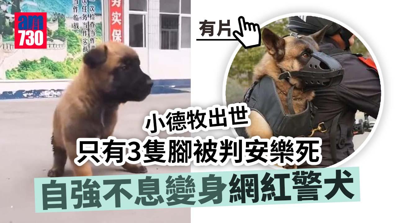 小德牧出世只有3隻腳被判安樂死　自強不息變身網紅警犬(有片)