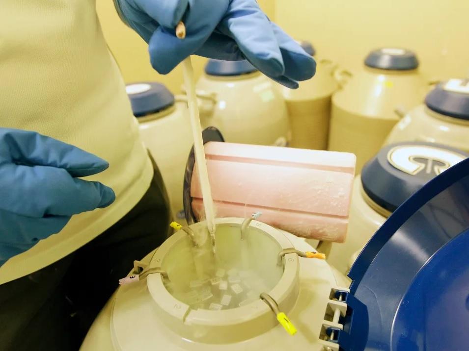 凍卵是為未來懷孕做準備的選項之一。(資料圖片)