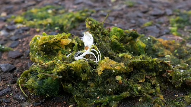 英國驚現「綠色毒薯蓉」狗狗誤吃45分鐘後斃命