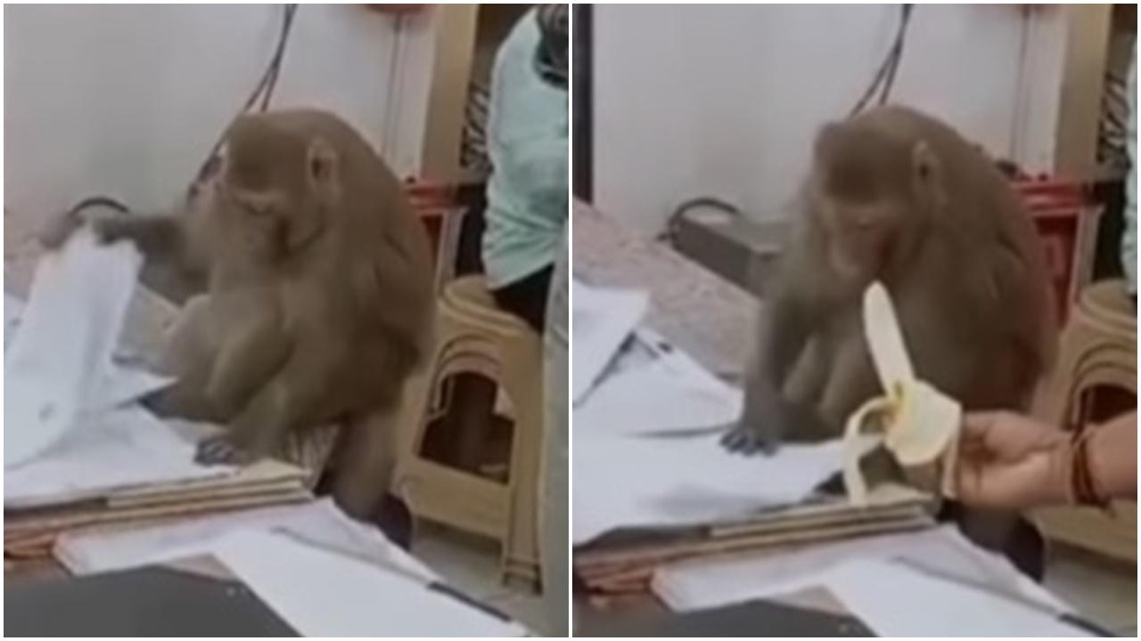 馬騮闖律師行兼職，忘我睇文件連香蕉都唔要。(IG)