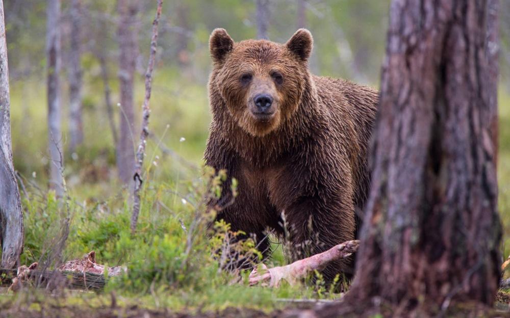 加拿大公園2人1犬遭灰熊襲擊死亡，涉事範圍關閉死亡。(網上圖片)