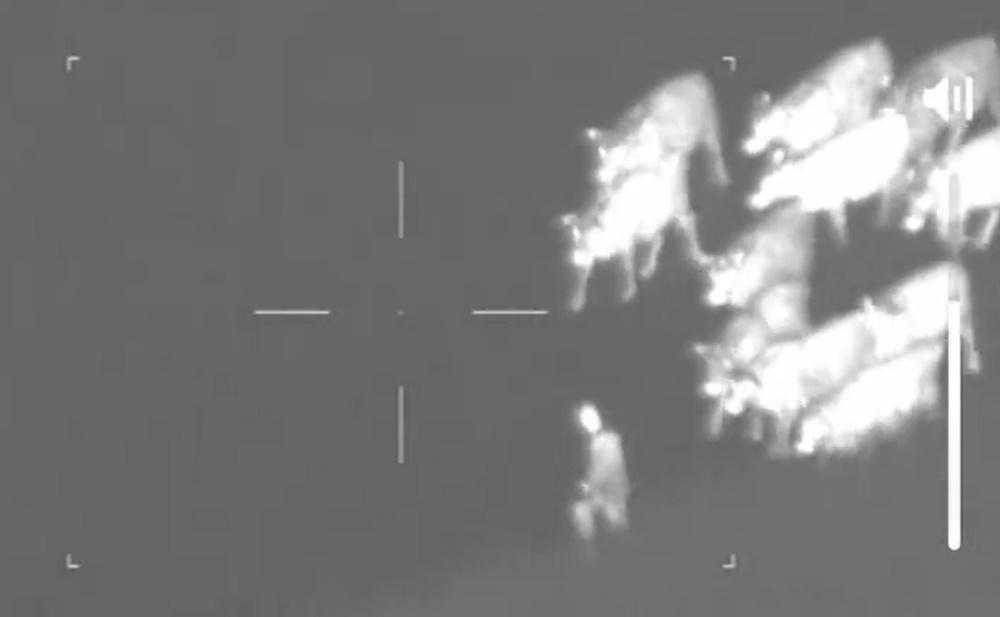 通緝犯躲牧場逃避追捕，竟遭牛群圍捕送到警察前。(X)