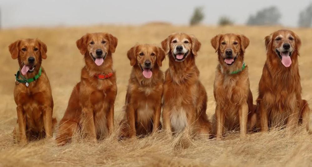 研究：年老金毛尋回犬身上發現長壽基因，料有助人類抗癌。(網上圖片)