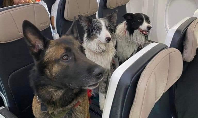 3隻毛孩排排座乖乖搭飛機，原來全是國家英雄。(X)