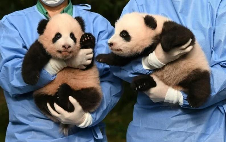 南韓出世大熊貓雙胞胎取名「睿寶」「輝寶」。(網上圖片)