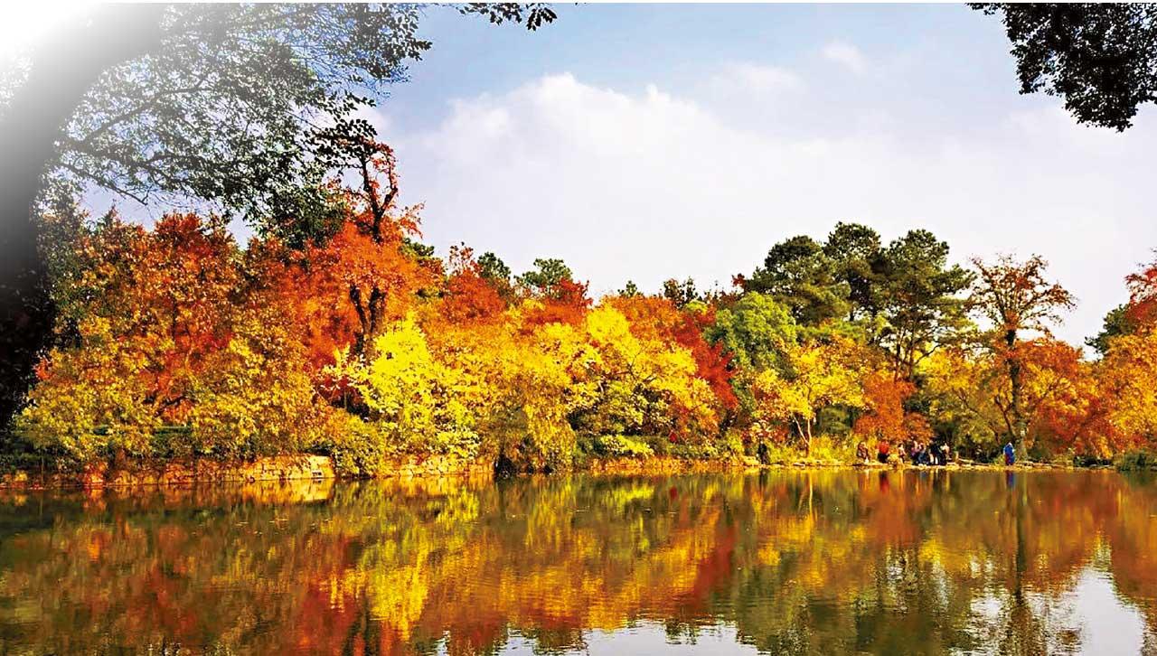 天平紅楓 別樣華東 賞楓品蟹泡溫泉