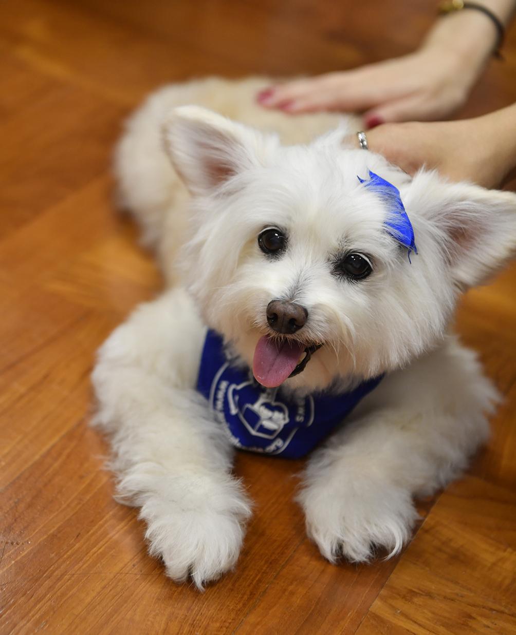 亞洲動物基金的義工團隊月初帶同他們飼養的小狗，以「狗教授」身份來到香港城市大學與學生見面。