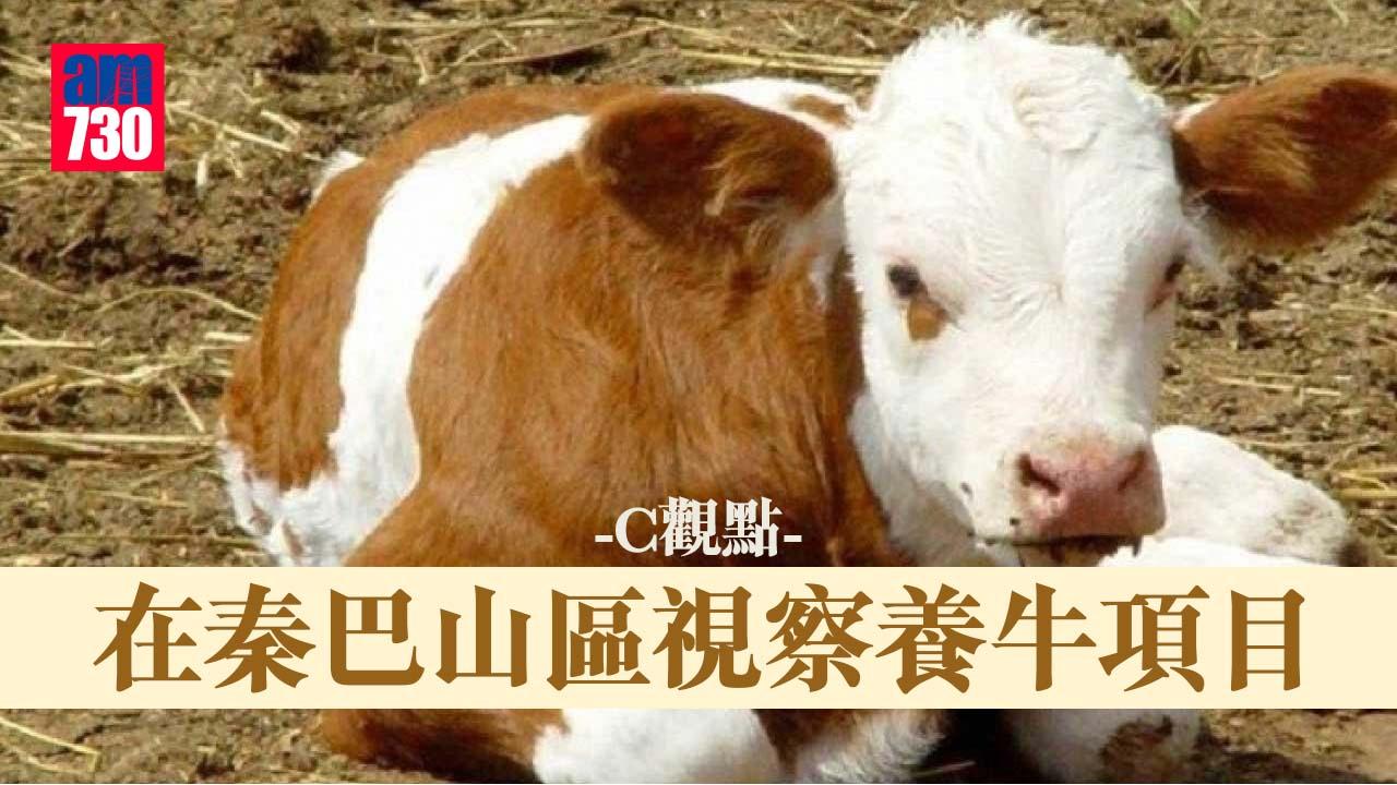 在秦巴山區視察養牛項目