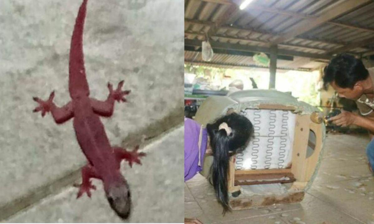 泰國婦家中發現「特別版壁虎」　民眾稱帶來好運：發達了