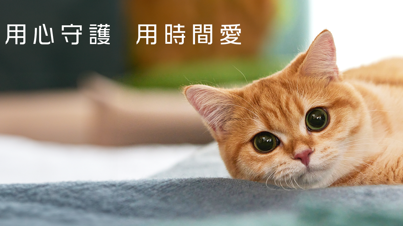 OneDegree：去年寵物平均醫療費6460元 有兩歲貓內耳炎埋單20萬