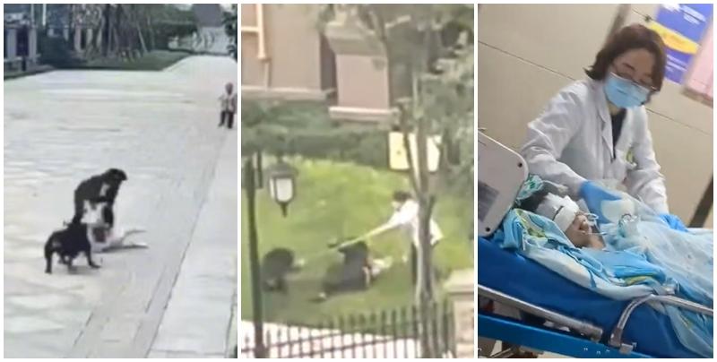 四川2歲女童被洛威拿撲倒撕咬  留醫ICU仍昏迷 (網上圖片)