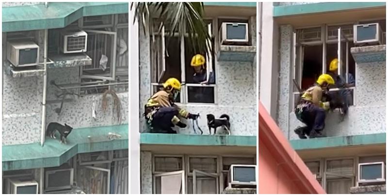 筲箕灣百厭柴犬危站4樓簷篷獲救(筲箕灣西灣河關注組fb)