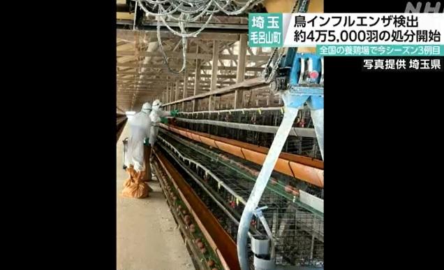 埼玉縣一處雞場爆發禽流感疫情，當局派員撲殺雞隻。(互聯網)