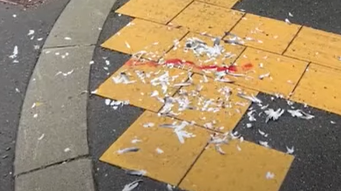 札幌市內民居的路上，發現一隻無頭鴿屍。(新聞截圖)