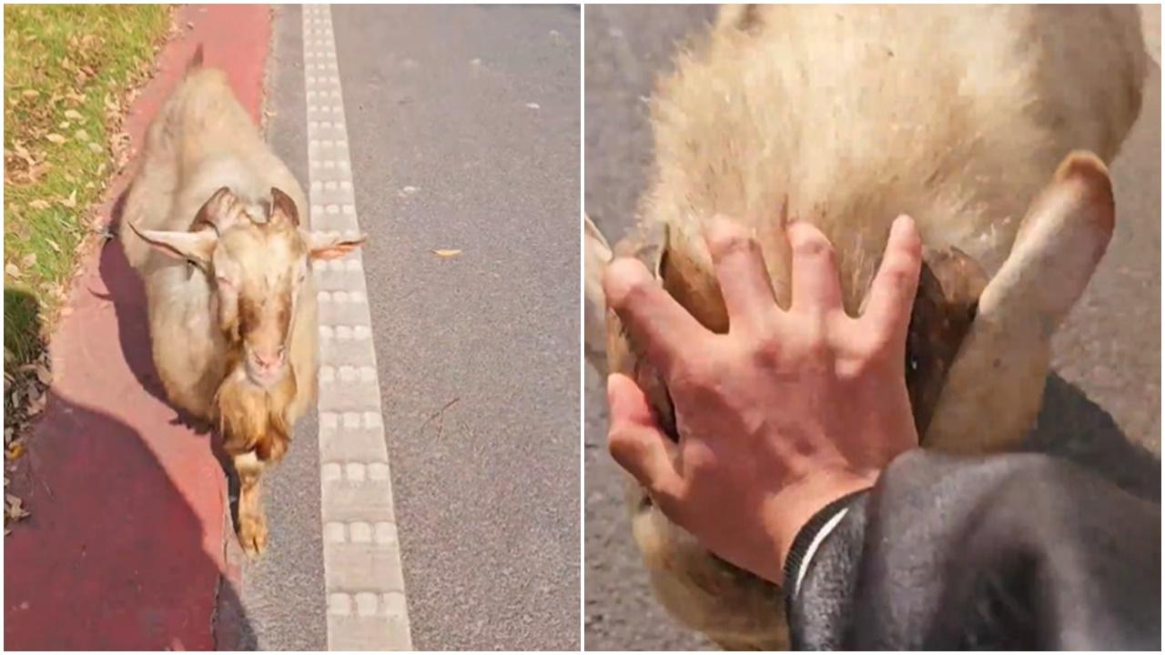 挑釁路邊食草羊，被追撞到喊「大哥饒命」。（微博）