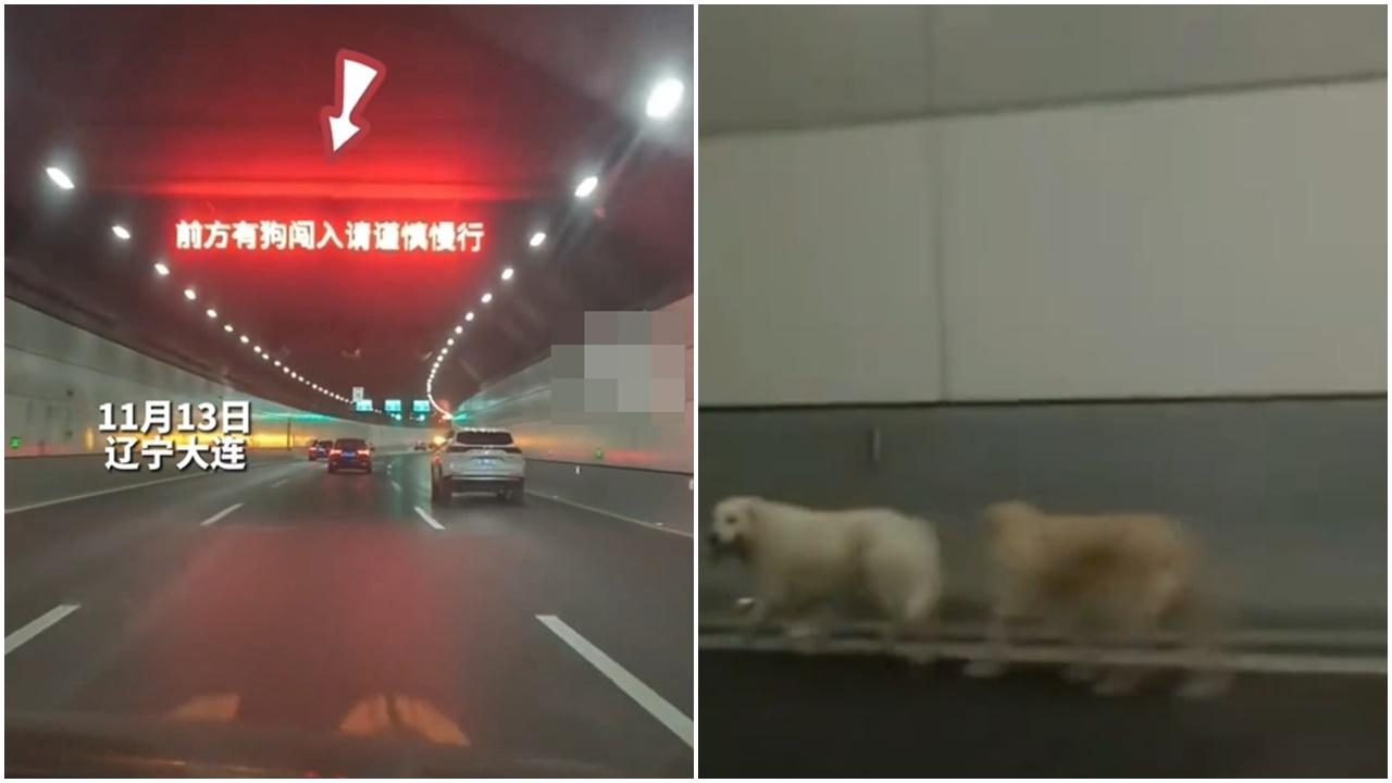 2狗狗誤闖隧道，管理公司11字暖心溫提，工程車沿途護送。(微博)