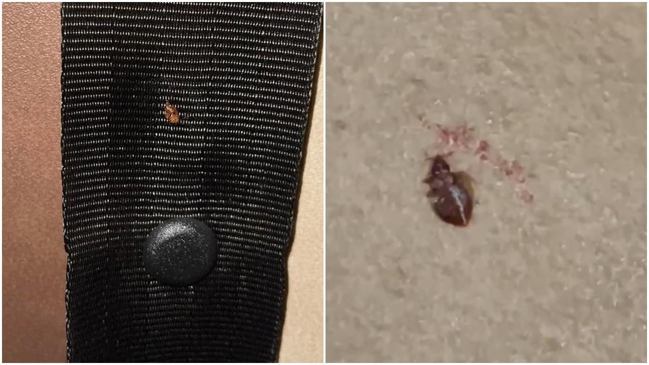 九巴車廂疑有床蝨躝安全帶，遭乘客就地正法。(HK Bus Channel巴士台@FB)