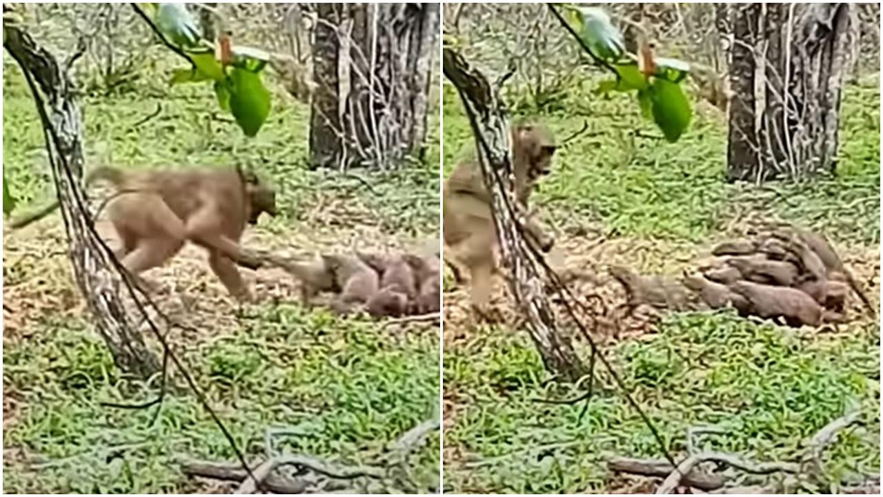 狒狒想食落單狐獴B，丁滿家族秒組毛球陣混戰。(YouTube)