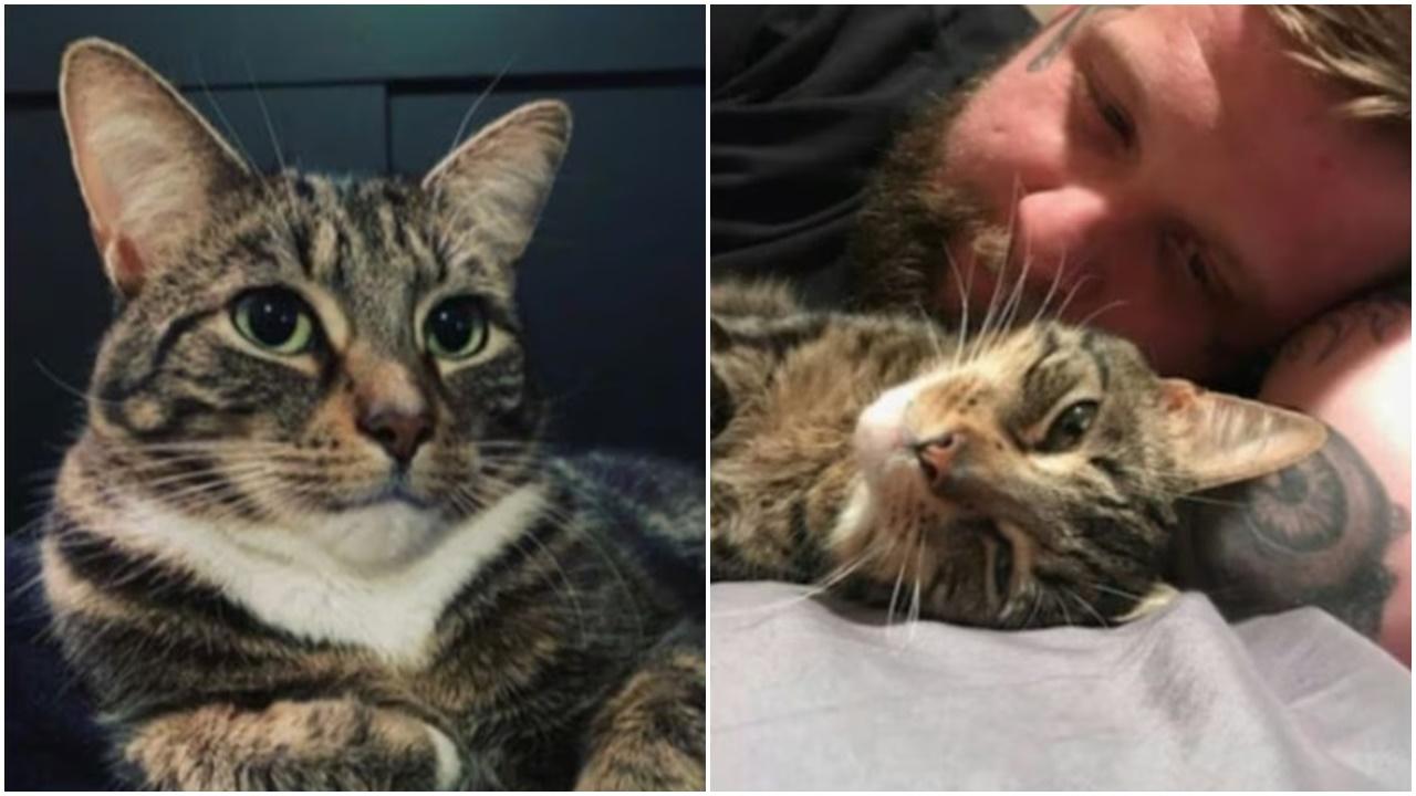 房東偷走違約租客貓咪遺棄，被判天價逾1075萬賠償。(X)