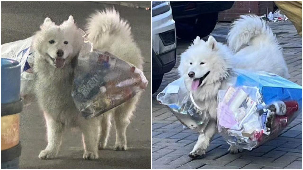 西摩犬每日陪婆婆拾荒，孭兩袋仍現燦爛笑容。(微博)