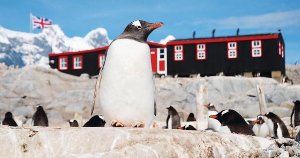 南極小島徵企鵝鏟屎官，無自來水無得沖涼，仍吸引數百人申請。(X)