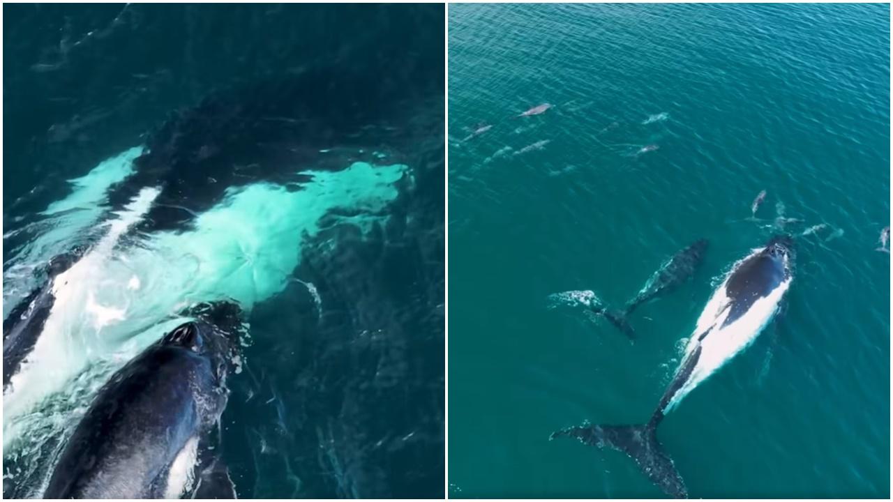 座頭鯨母子迷路慌張兜圈，海豚群竟現身帶路。(FB)