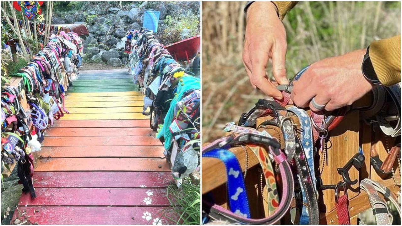 彩虹橋上千條毛孩項圈將拆除，將讓更多飼主參與懷念。(FB)