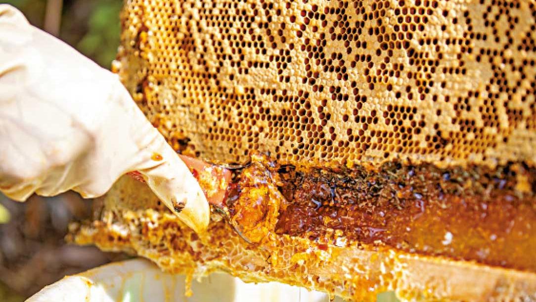 進食友人尼泊爾寄來蜂蜜 49歲漢疑狂蜜病中毒