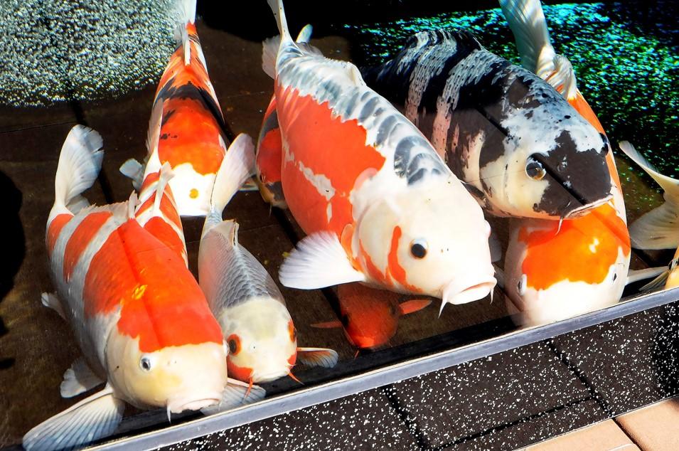 日本進口中國的錦鯉被中斷。(農林水產省圖片)