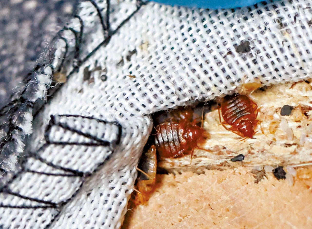 不少港人擔憂床蝨傳入。