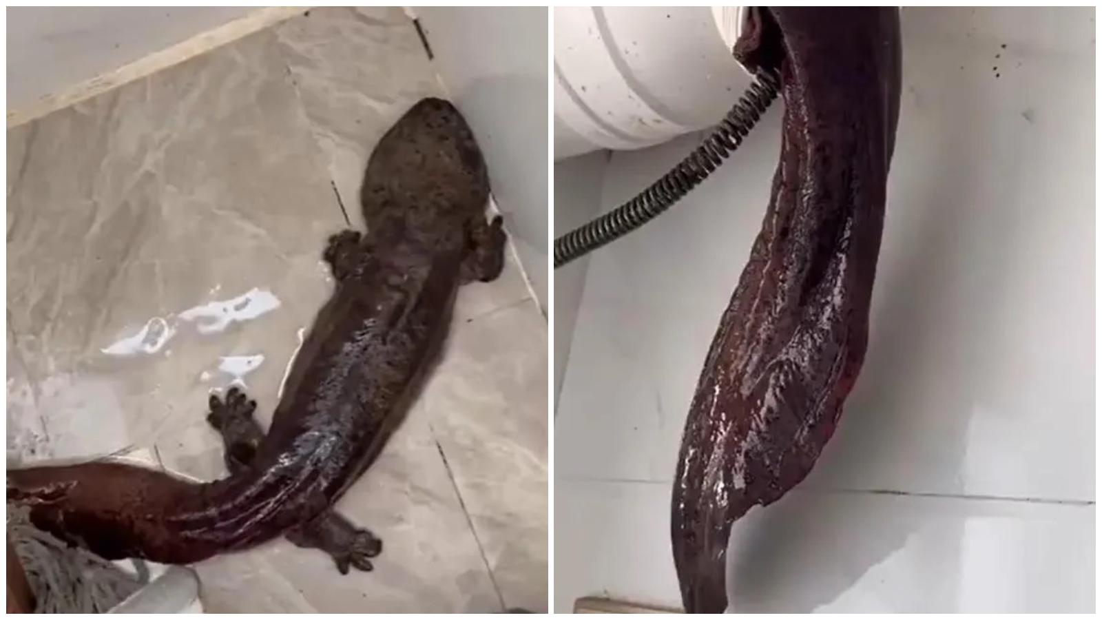 廣東水管工通渠抽出3公斤重娃娃魚　住户驚喜收編為寵物（有片）