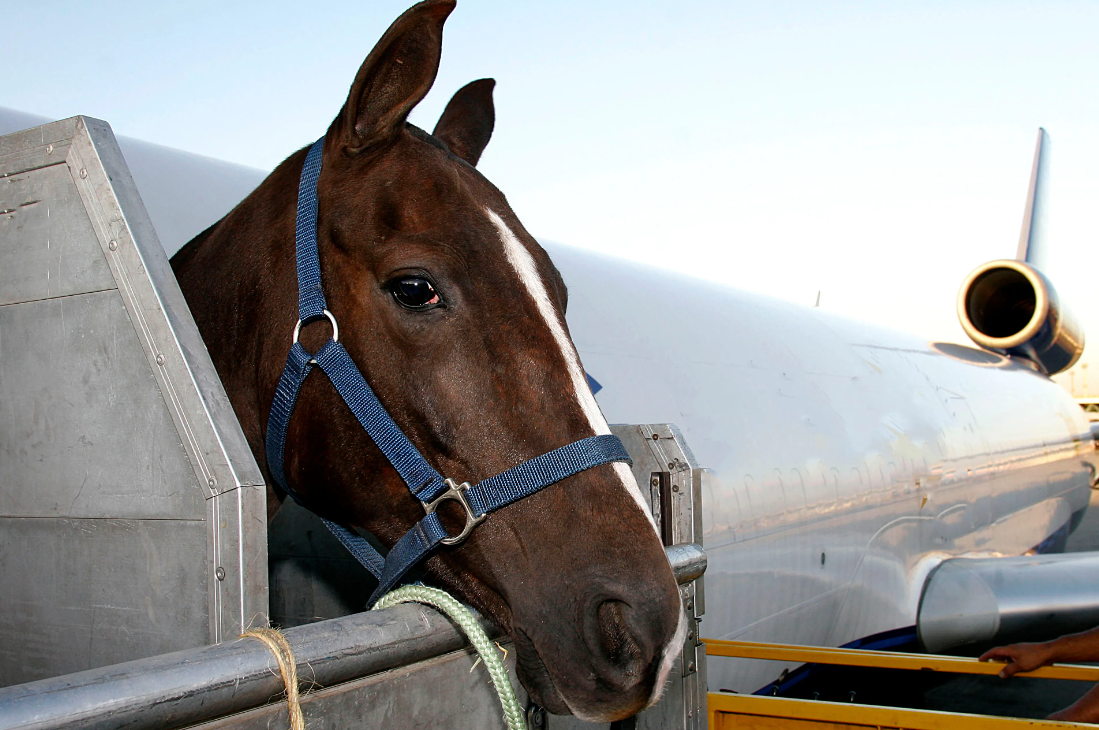 馬匹衝出貨艙演「高空逃亡記」　機師大驚要求折返 (圖非涉事馬匹)