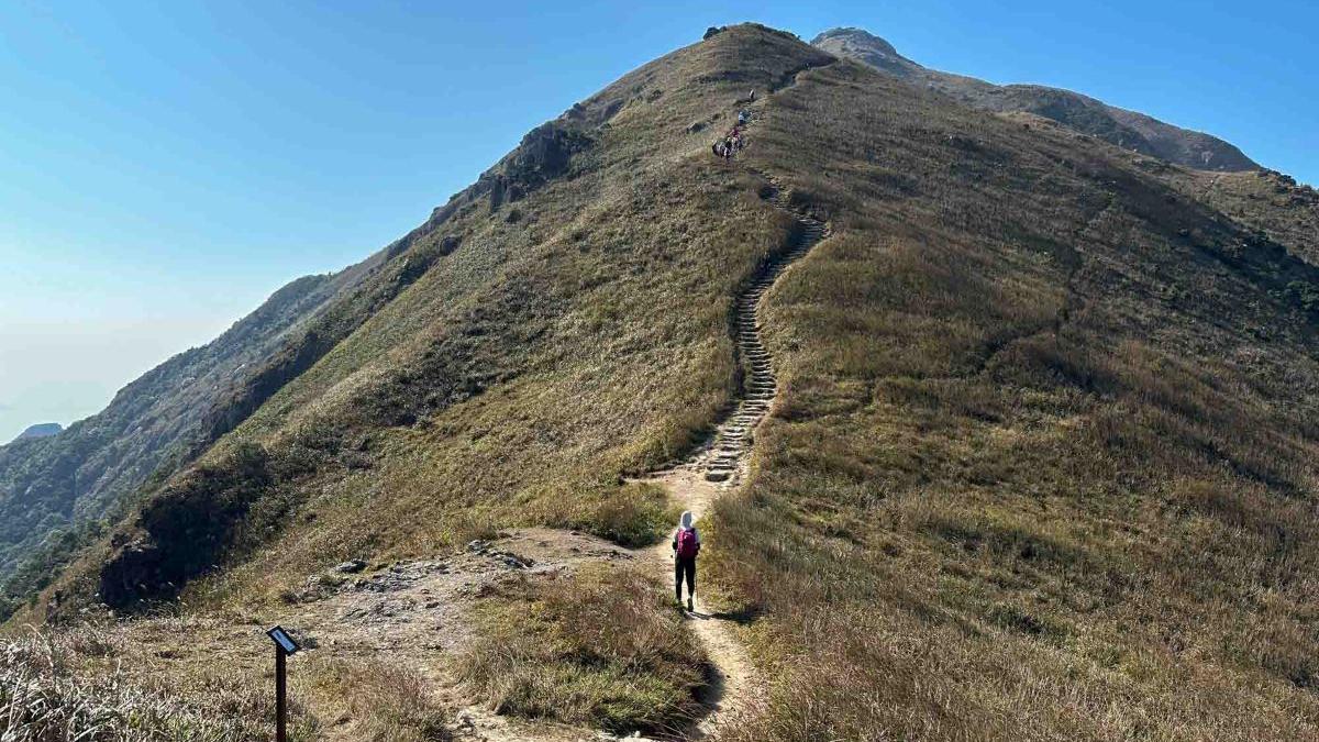 鳳凰山芒草︱鳳凰徑3段穿梭香港第二高山峰、雲海 昂坪作終點(附交通攻略)