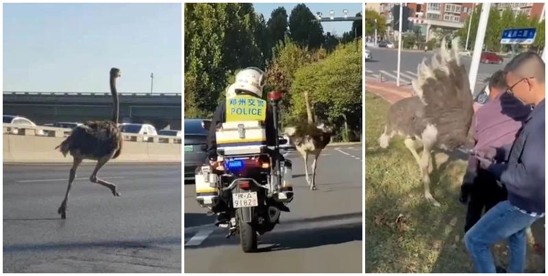 鄭州高速公路驚見「鴕鳥狂奔」 竟因尋妻心切？