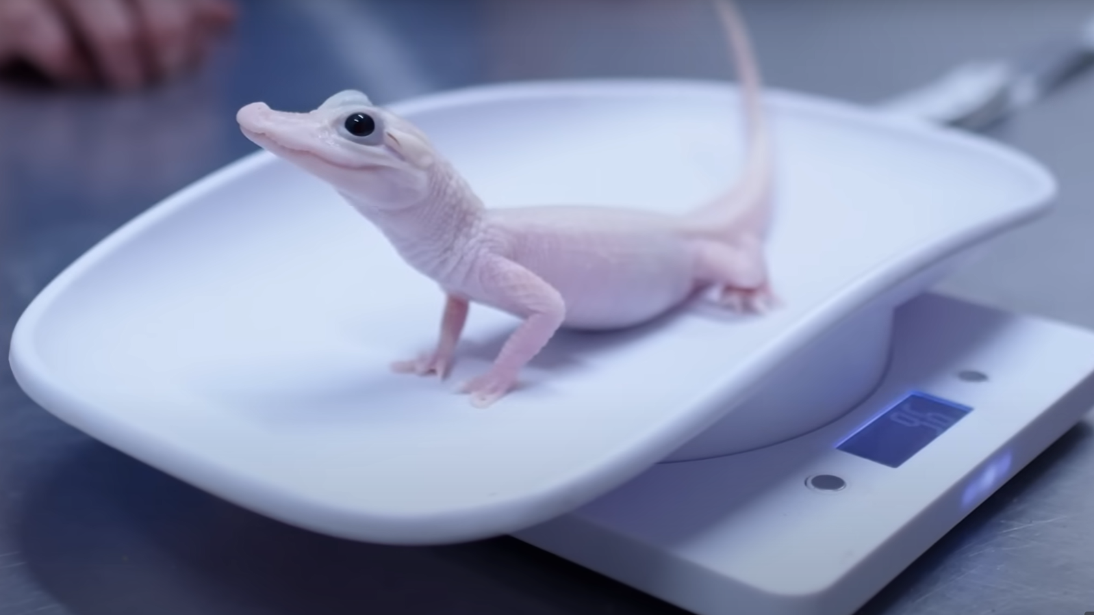 世上僅7隻！極罕「白變鱷B」美動物園誕生 全球徵名 網民提議叫Elsa(有片多圖)